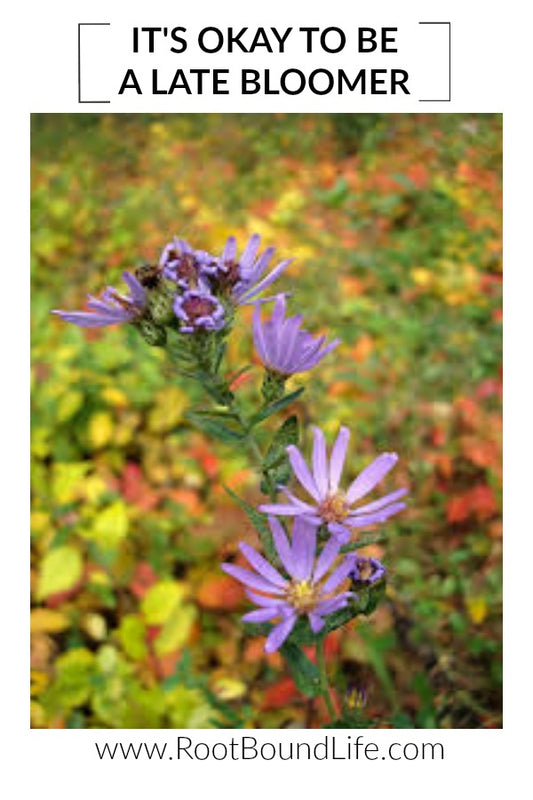 Fall Flowers and Late Bloomers