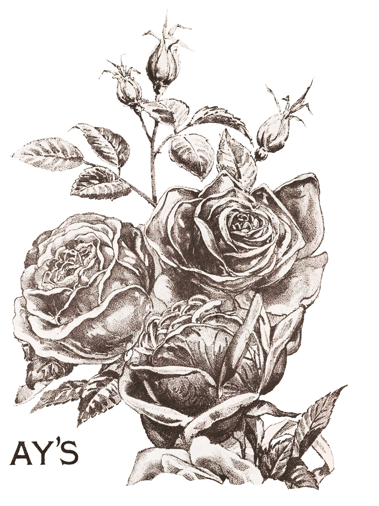 May's Roses 12x16" Transfer Pad FOUR Sheet Set by Iron Orchid Designs (IOD)