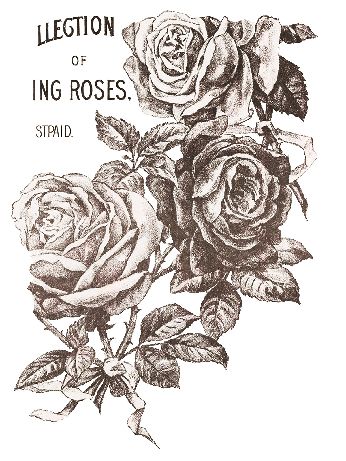 May's Roses 12x16" Transfer Pad FOUR Sheet Set by Iron Orchid Designs (IOD)