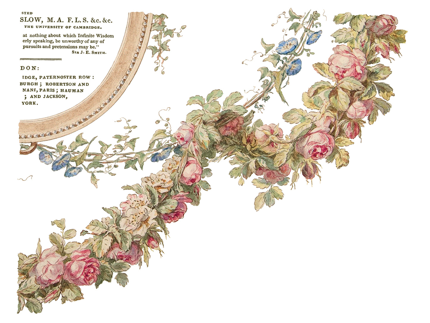 The Botanist 12x16" Decor Transfer FOUR Sheet Set by Iron Orchid Designs (IOD)