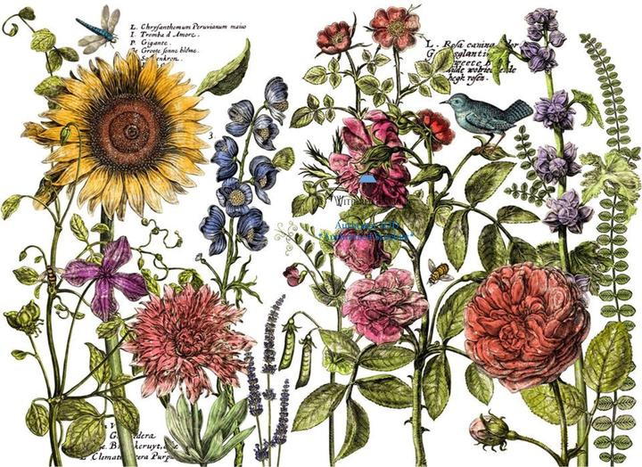 Botanist's Journal Decor Transfer Pad 12x16" FOUR Sheet Set by Iron Orchid Designs (IOD)