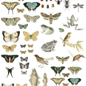 Entomology Etcetera 12x16" Transfer Pad FOUR Sheet Set by Iron Orchid Designs (IOD)