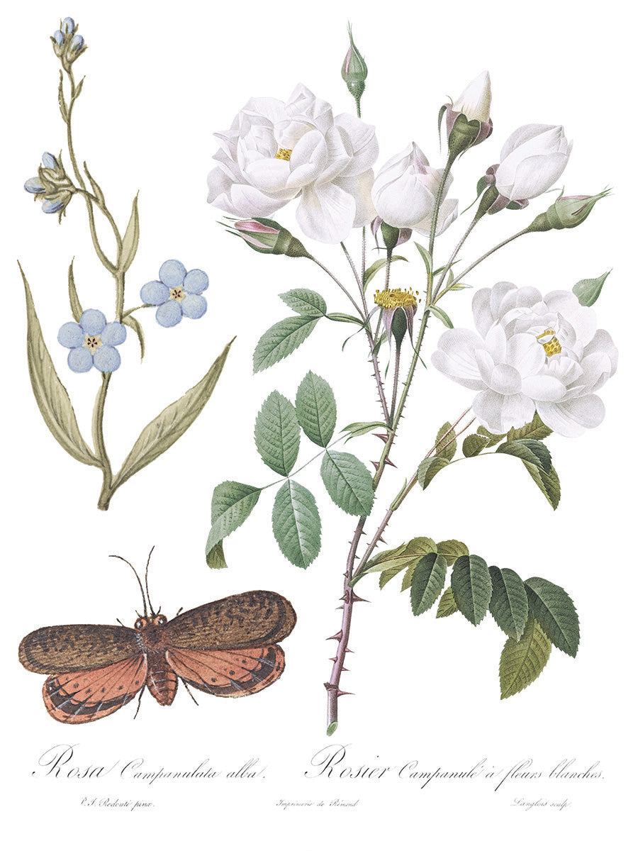 Brocante 12x16" Transfer Pad EIGHT Sheet Set by Iron Orchid Designs (IOD)