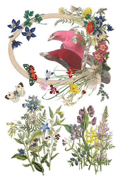 Flora Greca 8x12” Transfer EIGHT Sheet Set by Iron Orchid Designs (IOD)