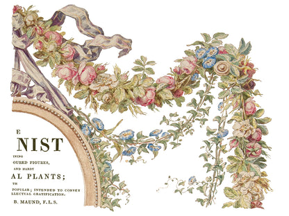 The Botanist 12x16" Decor Transfer FOUR Sheet Set by Iron Orchid Designs (IOD)