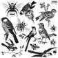 Birds & Bees 12x12 Decor Stamp *2023 New Release*