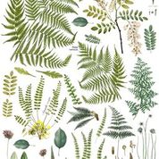 Fronds Botanical 16x12" Decor Transfer - FOUR Sheet Set by Iron Orchid Designs (IOD)
