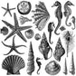 Seashore 12 x 12 Decor Stamp - 2 Sheet Set