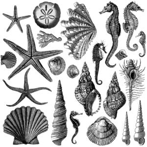 Seashore 12x12" Decor Stamp TWO Sheet Set by Iron Orchid Designs (IOD)