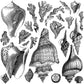Seashore 12 x 12 Decor Stamp - 2 Sheet Set